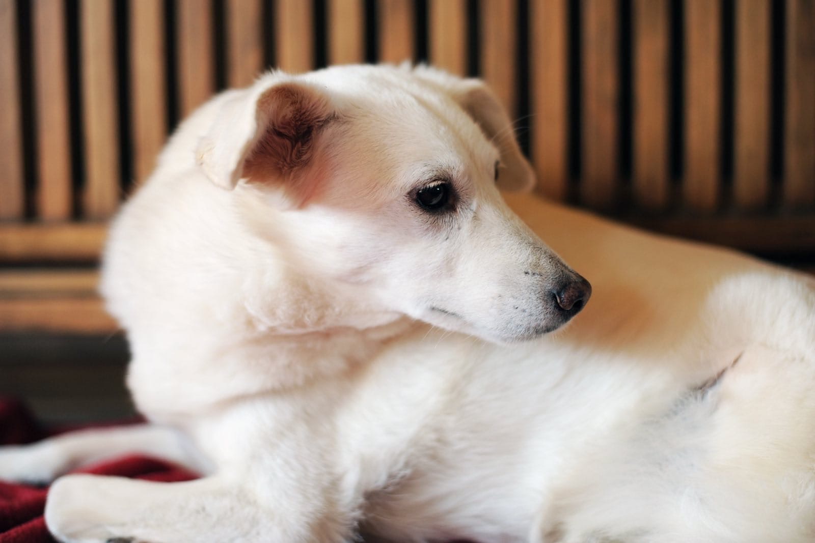 Ella wartet in 64720 Michelstadt