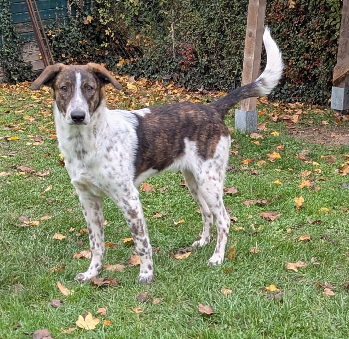 Spike wartet in 97513 Michelau