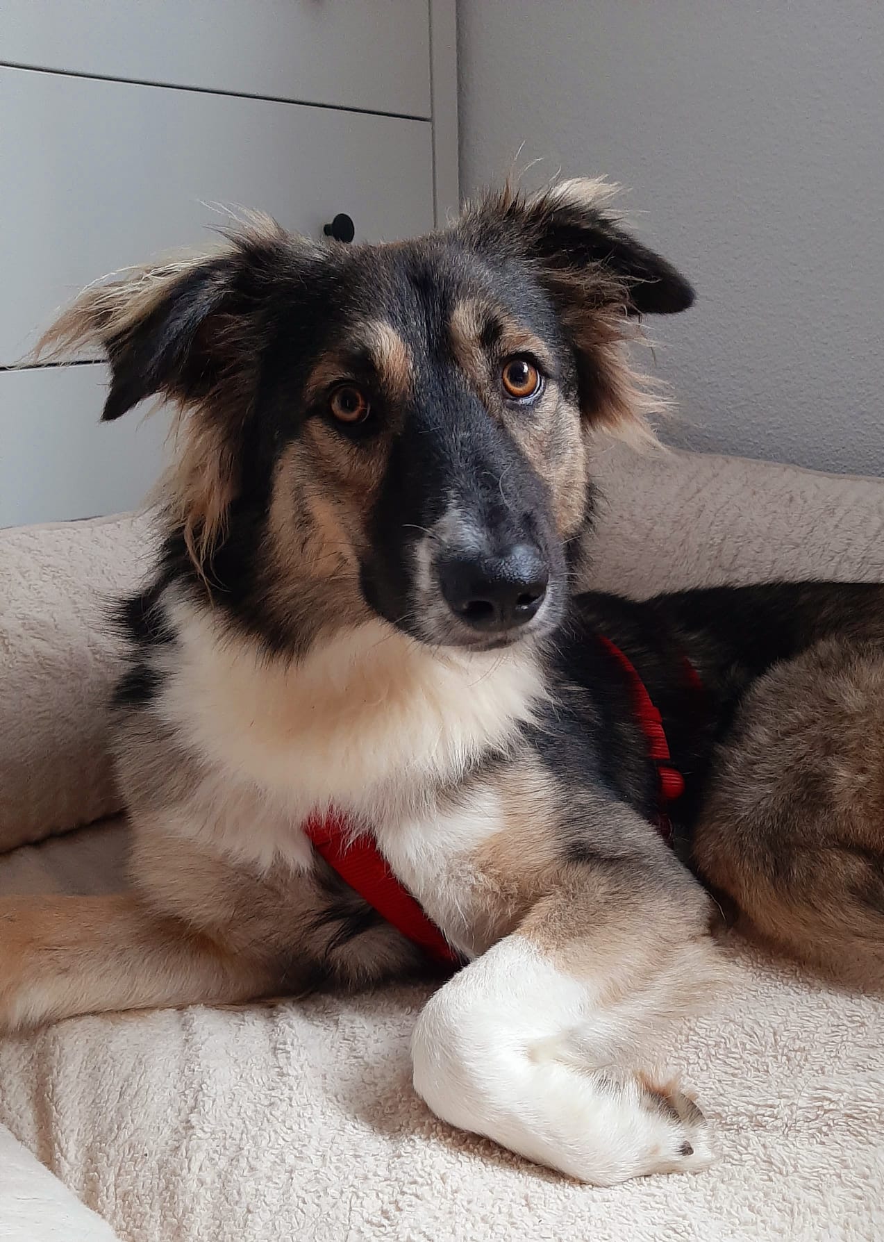 Bernie wartet in 93096 Köfering