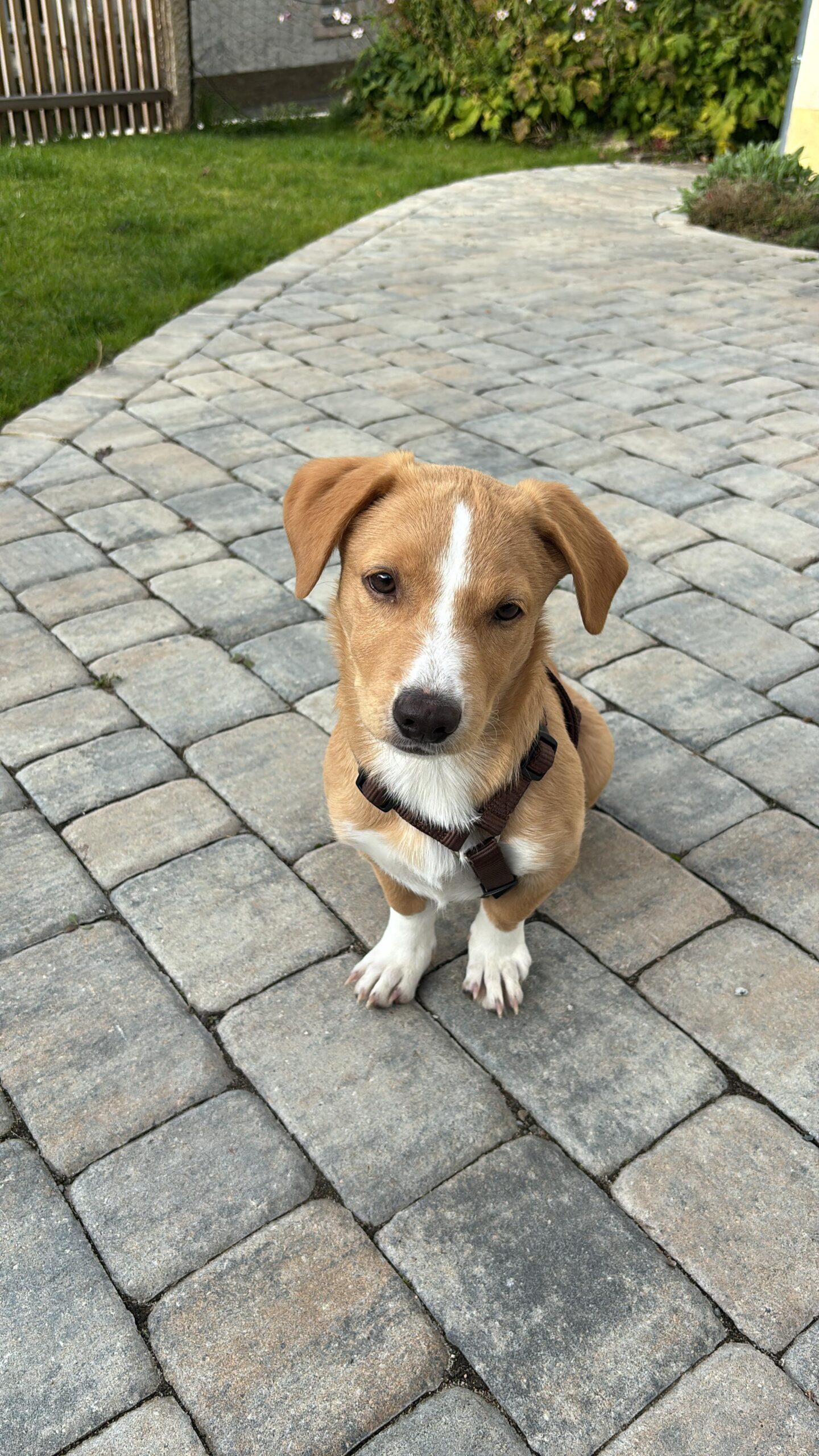 Numi wartet in 95460 Bad Berneck