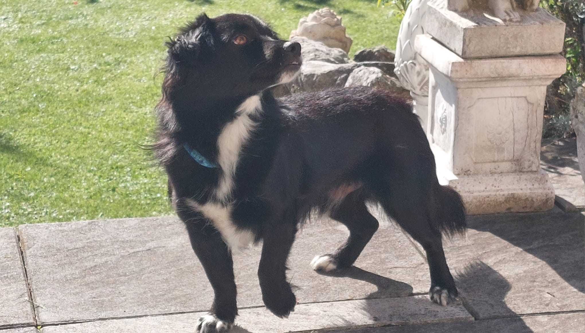 Loki wartet in 82335 Berg-Aufhausen