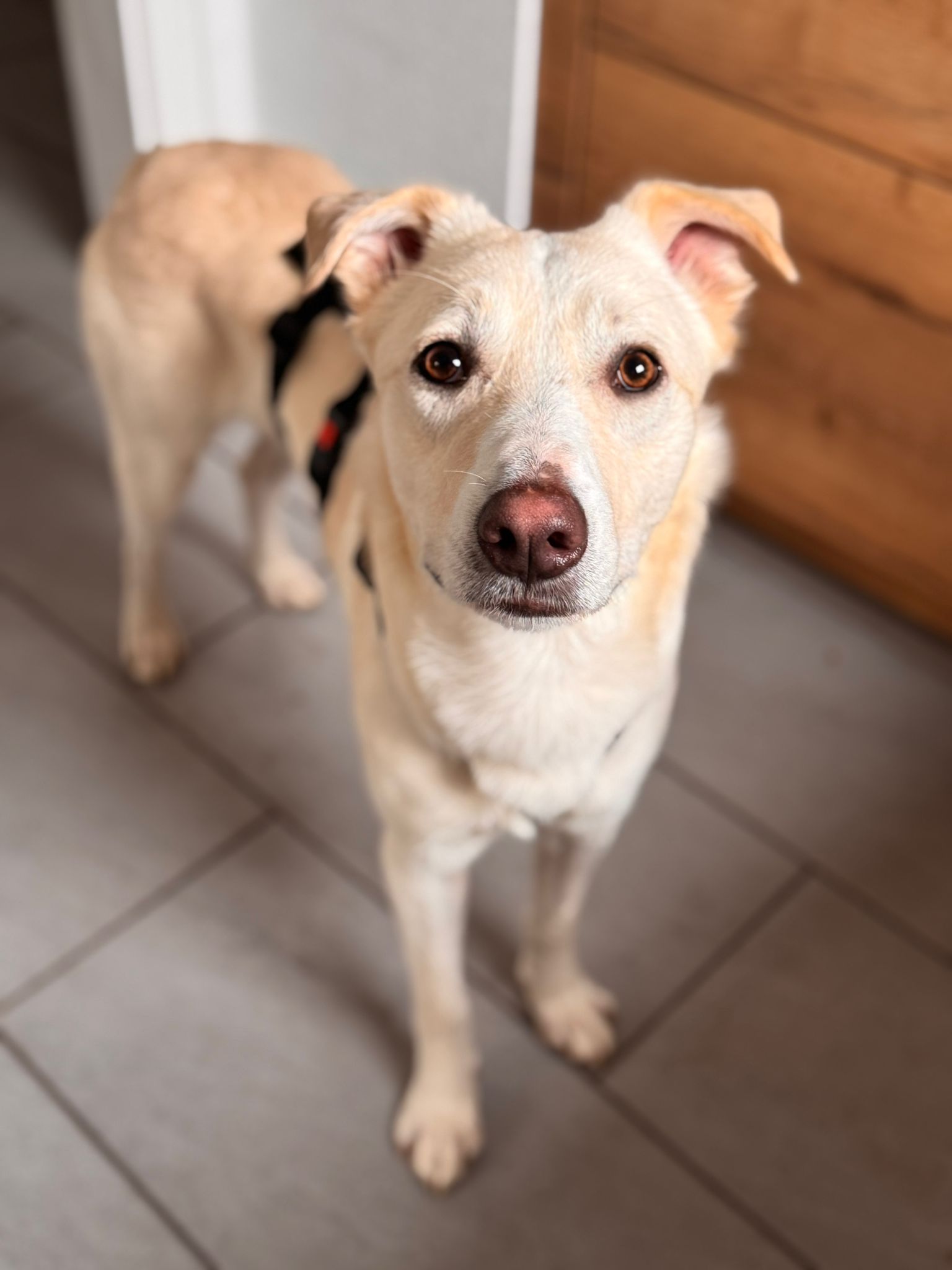 Piero wartet in 58453 Witten