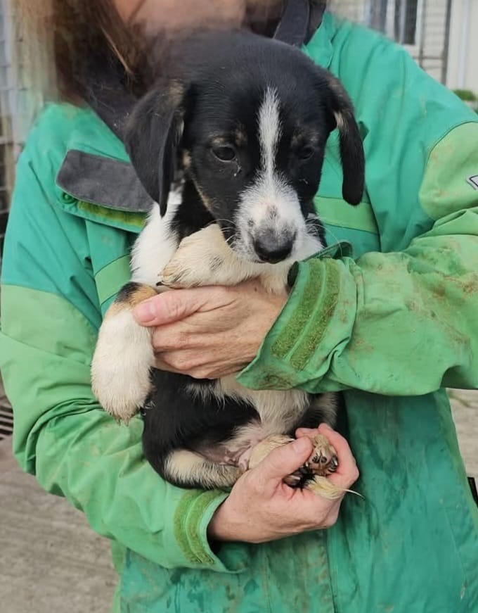 Camillo wartet noch in Rumänien
