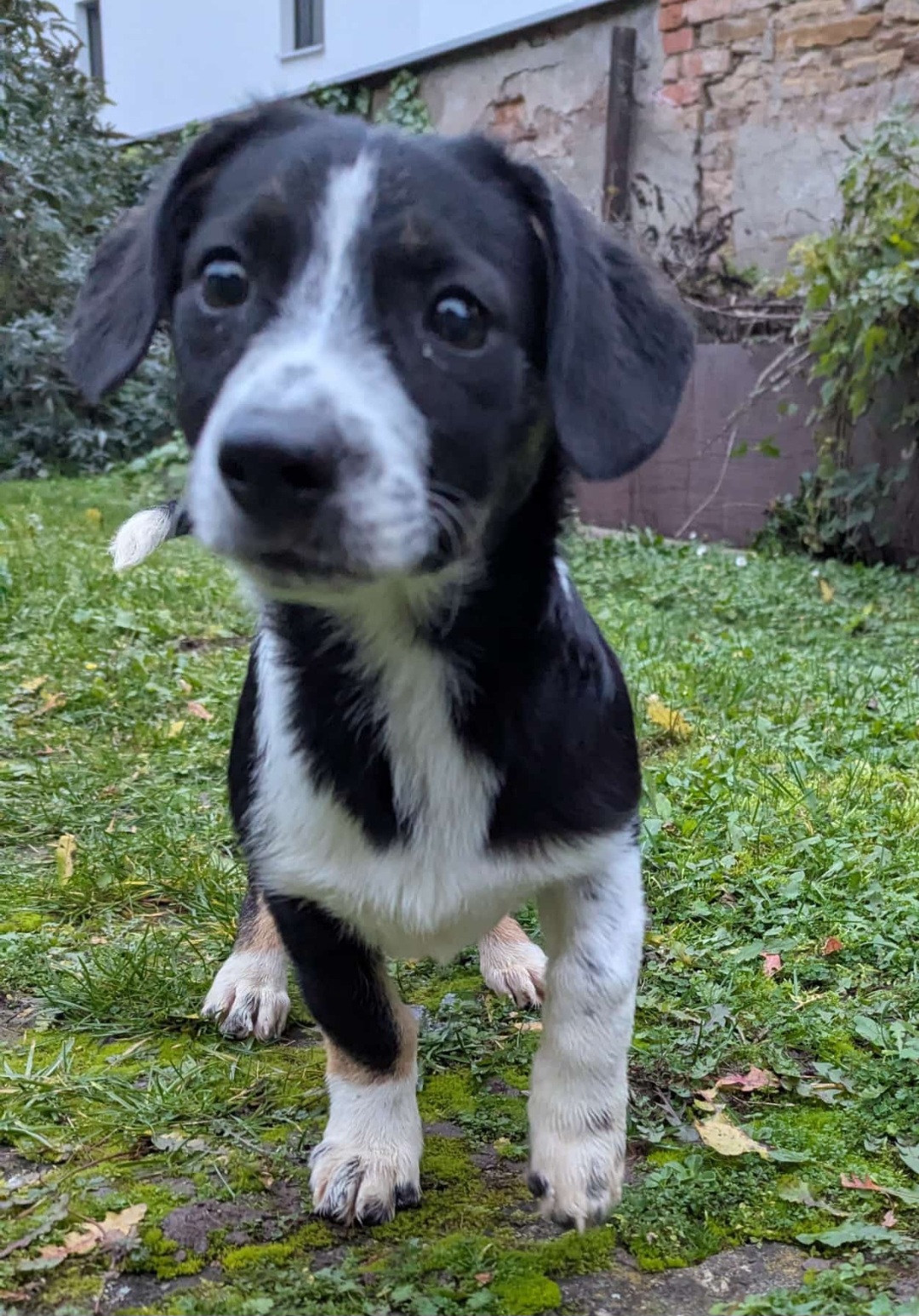 Camillo wartet in 97499 Traustadt